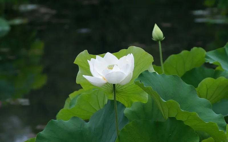 hoa sen trắng có ý nghĩa gì
