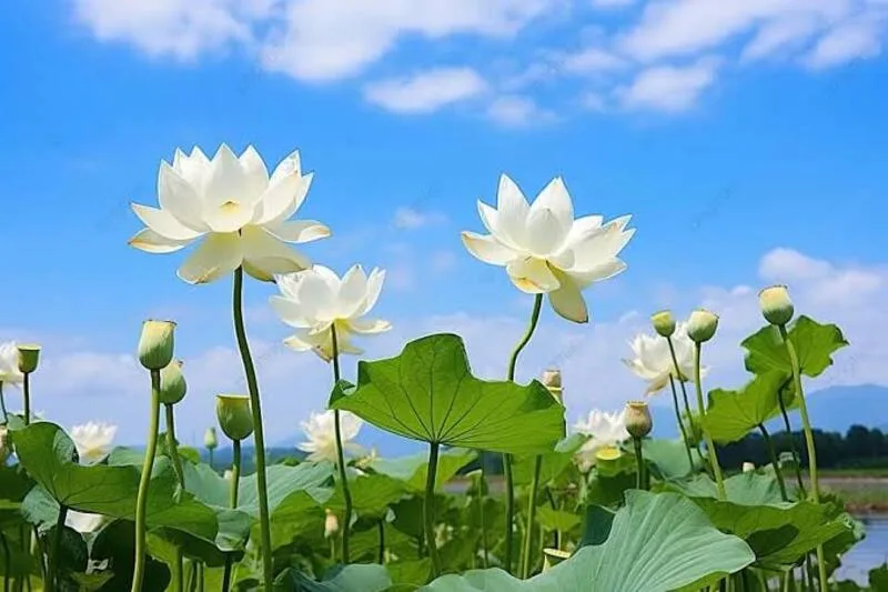 hoa sen trắng có ý nghĩa gì