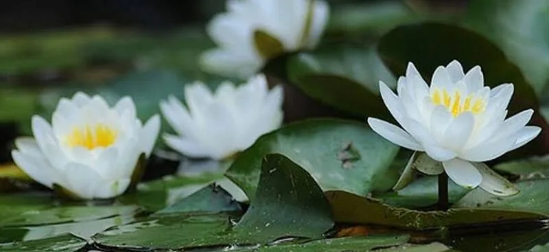 hoa sen trắng có ý nghĩa gì