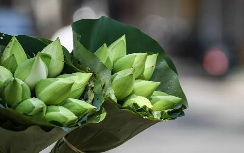 hoa sen trắng có ý nghĩa gì